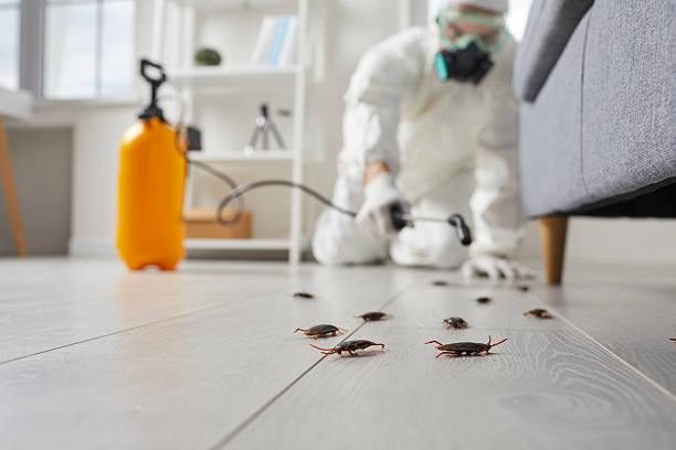 Commercial Rodent Management in San Marcos